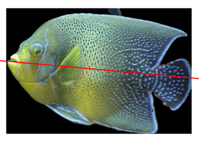 Fish length using PCA.
